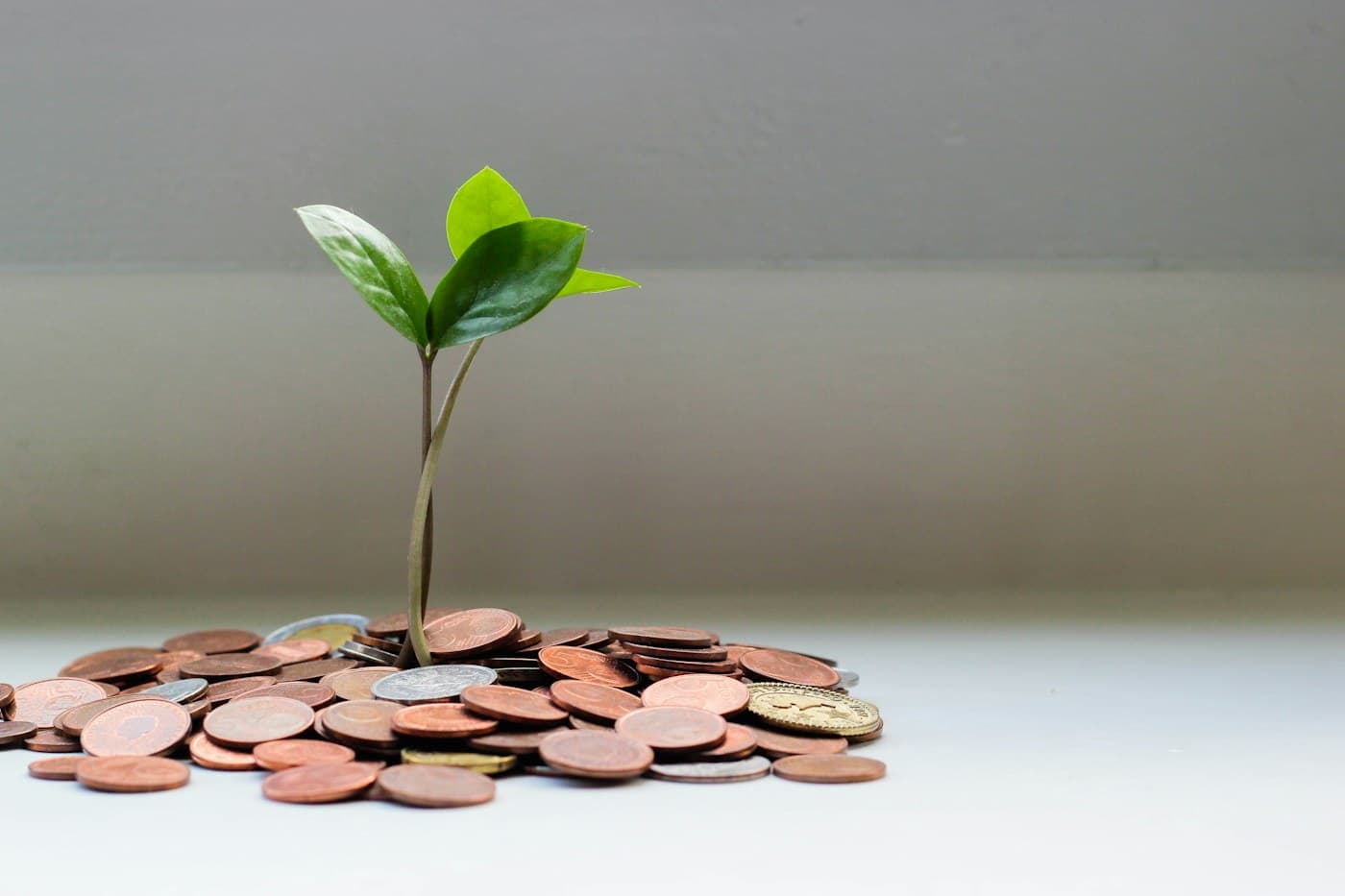 A small green plant growing among coins